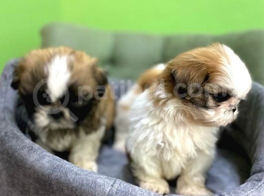 Tüy Dökmez Basık Burun Saf Kan Shih Tzu Yavrular görsel