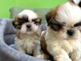 Tüy Dökmez Basık Burun Saf Kan Shih Tzu Yavrular