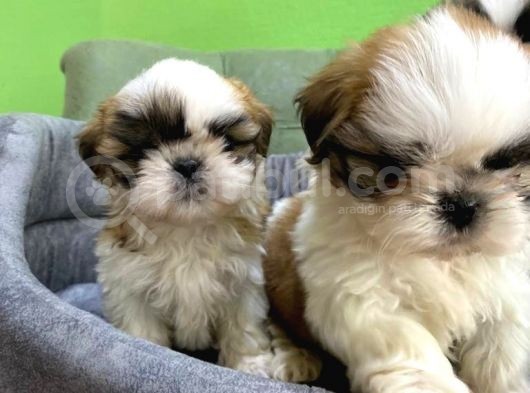 Tüy Dökmez Basık Burun Saf Kan Shih Tzu Yavrular görsel