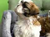 Tüy Dökmez Basık Burun Saf Kan Shih Tzu Yavrular