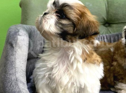Tüy Dökmez Basık Burun Saf Kan Shih Tzu Yavrular