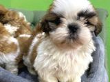 Tüy Dökmez Basık Burun Saf Kan Shih Tzu Yavrular
