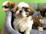 Tüy Dökmez Basık Burun Saf Kan Shih Tzu Yavrular