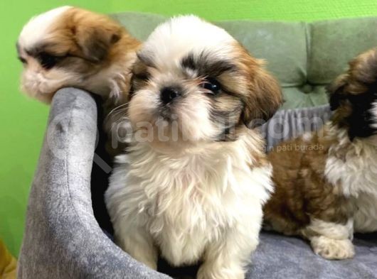 Tüy Dökmez Basık Burun Saf Kan Shih Tzu Yavrular görsel