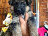 Safkan Alman Çoban Köpeği̇ Irk Garanti̇li̇