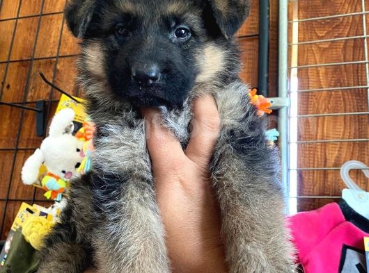 Safkan Alman Çoban Köpeği̇ Irk Garanti̇li̇ görsel