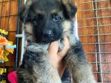 Safkan Alman Çoban Köpeği̇ Irk Garanti̇li̇