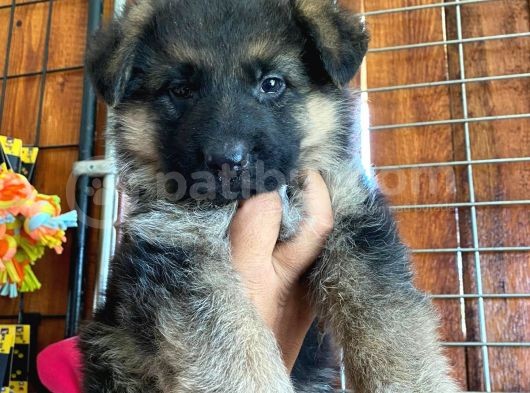 Safkan Alman Çoban Köpeği̇ Irk Garanti̇li̇ görsel
