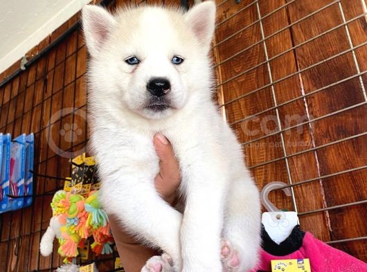 Husky Si̇bi̇rya Kurdu Safkan Üst Kali̇te Bebekler görsel