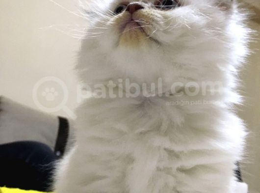 British Blue Point Erkek görsel
