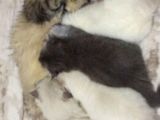 British Blue Point Erkek