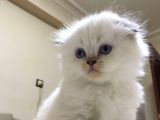 British Blue Point Erkek