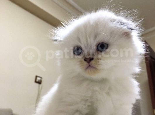 British Blue Point Erkek görsel