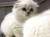 British Blue Point Erkek