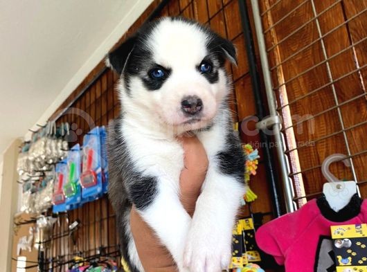 Husky Si̇bi̇rya Kurdu Safkan Üst Kali̇te Bebekler görsel