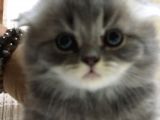 British Blue Point Erkek