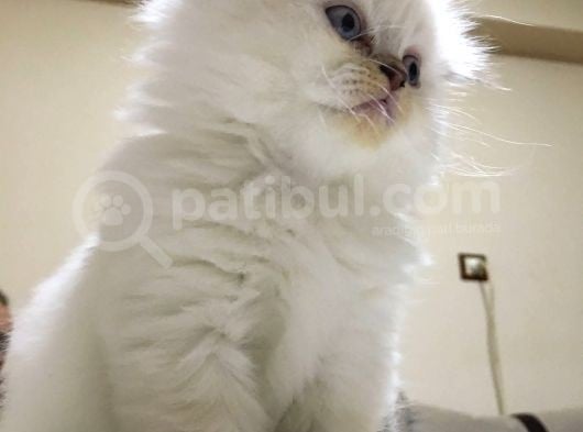 British Blue Point Erkek görsel