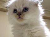 British Blue Point Erkek