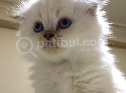British Blue Point Erkek görsel