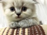 British Blue Point Erkek