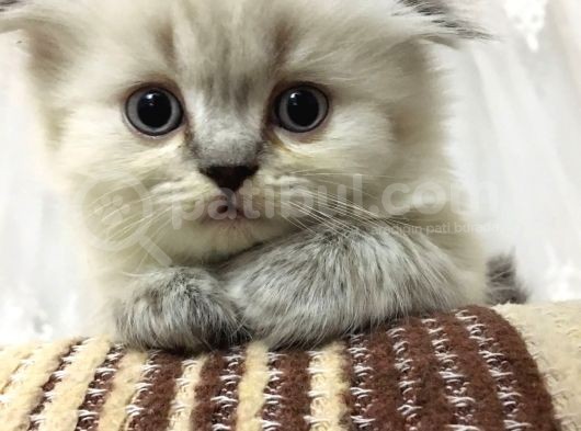 British Blue Point Erkek