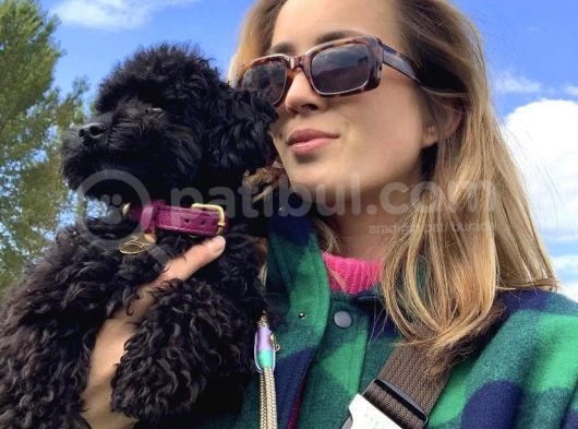 Sahi̇bi̇nden 5 Aylik Toypoodle