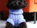 Sahi̇bi̇nden 5 Aylik Toypoodle