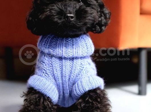 Sahi̇bi̇nden 5 Aylik Toypoodle görsel