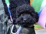 Sahi̇bi̇nden 5 Aylik Toypoodle