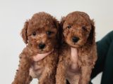 A Scr Li̇ Toy Poodle A Kali̇te Bebekler