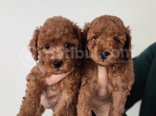 A Scr Li̇ Toy Poodle A Kali̇te Bebekler görsel
