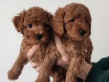 A Scr Li̇ Toy Poodle A Kali̇te Bebekler
