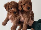 A Scr Li̇ Toy Poodle A Kali̇te Bebekler