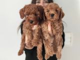 A Scr Li̇ Toy Poodle a Kali̇te Bebekler