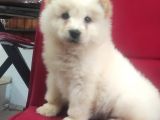Safkan Çi̇n Aslani Chow Chow Irk Garanti̇li̇