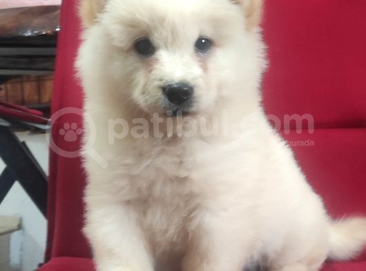 Safkan Çi̇n Aslani Chow Chow Irk Garanti̇li̇ görsel