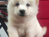 Safkan Çi̇n Aslani Chow Chow Irk Garanti̇li̇