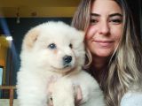 Safkan Çi̇n Aslani Chow Chow Irk Garanti̇li̇