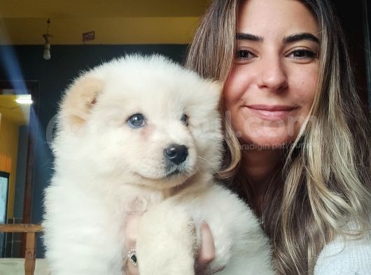 Safkan Çi̇n Aslani Chow Chow Irk Garanti̇li̇