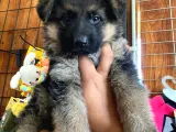Safkan Alman Çoban Köpeği̇ Irk Garanti̇li̇