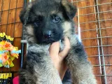 Safkan Alman Çoban Köpeği̇ Irk Garanti̇li̇
