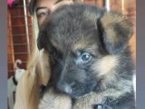 Safkan Alman Çoban Köpeği̇ Irk Garanti̇li̇
