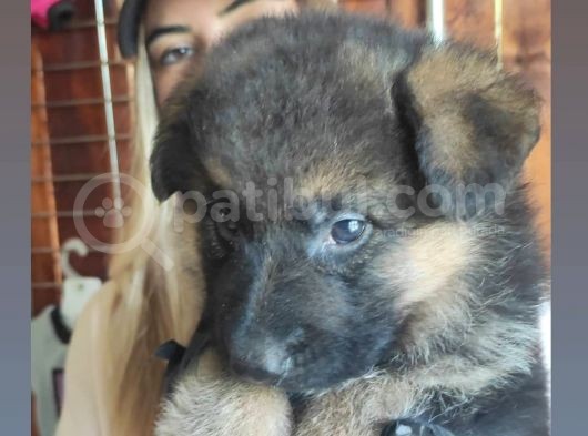 Safkan Alman Çoban Köpeği̇ Irk Garanti̇li̇ görsel