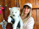 Husky Si̇bi̇rya Kurdu Safkan Üst Kali̇te Bebekler