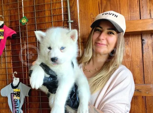 Husky Si̇bi̇rya Kurdu Safkan Üst Kali̇te Bebekler görsel