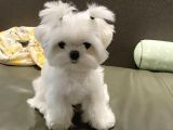 0 Numara Maltese Terrier Yavrularımız