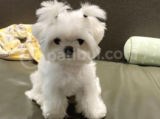 0 Numara Maltese Terrier Yavrularımız