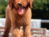 Red Brown Labradoodle Medium Ve Dev  Boyut