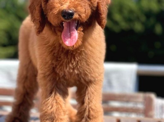 Red Brown Labradoodle Medium Ve Dev  Boyut