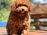 Bebek Surat Toy Poodle Yavrular